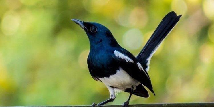 Gacor Resmi: Ragam Suara Kicauan Burung yang Menarik untuk Didengar