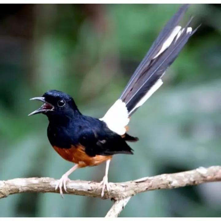 7 Tips Ampuh Agar Suara Burung Gacor BNI Setiap Hari